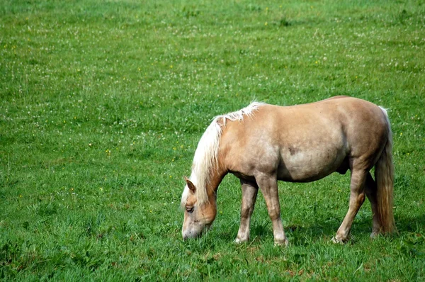 stock image Horse eating grass