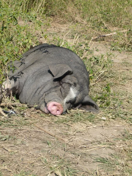 Black pig sleeping