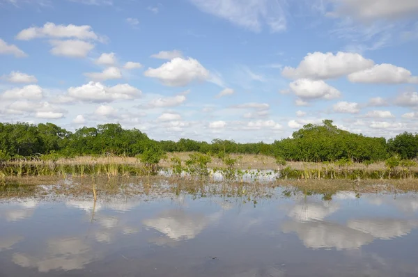 Scena Everglades — Zdjęcie stockowe