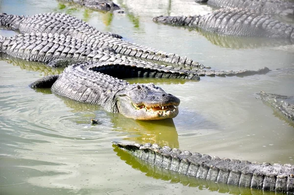Everglades aligátor Stock Snímky