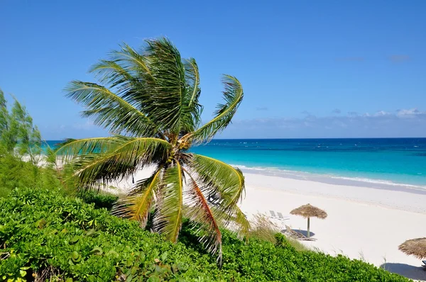 Карибського пляж Ліцензійні Стокові Фото