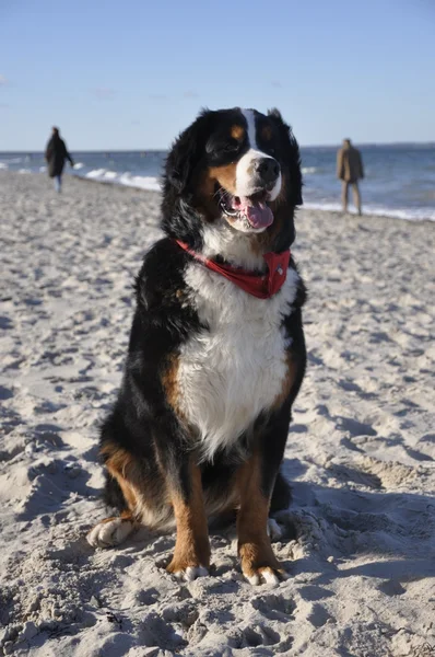 Σκυλί Bernese βοοειδών που θέτουν στην παραλία — Φωτογραφία Αρχείου