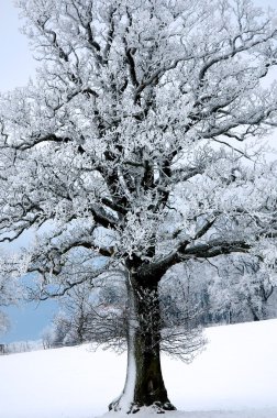 Winter tree clipart