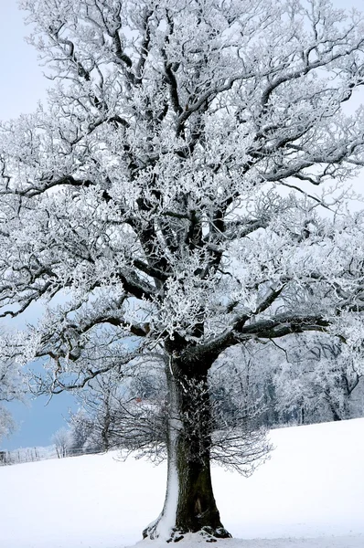 Kış ağacı Stok Fotoğraf
