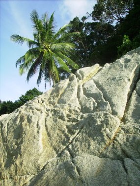 Rock ve palmiye ağacı