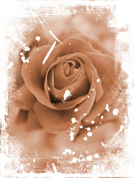 Róża tło — Zdjęcie stockowe