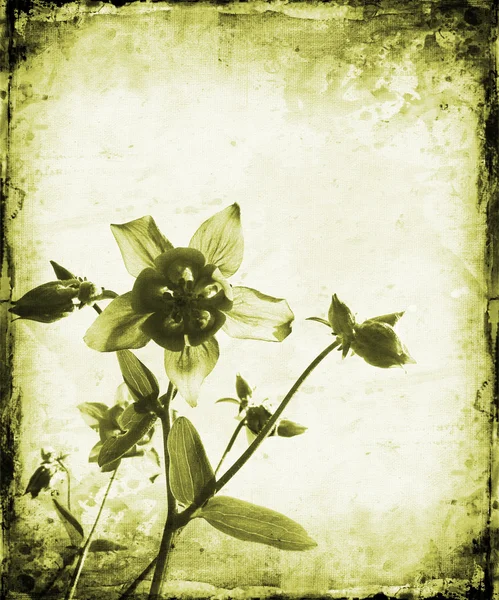 Çiçekli grunge — Stok fotoğraf