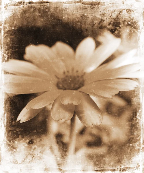 Floral Grunge — Stockfoto