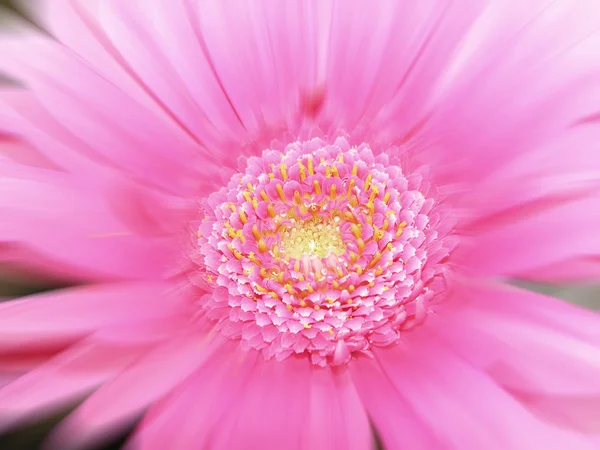 Daisy blur — Stock Photo, Image