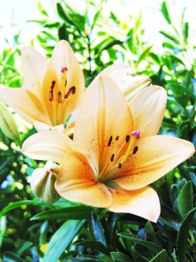 Lillies clipart