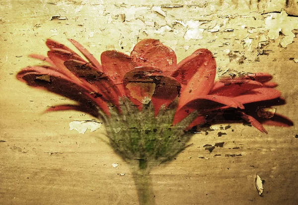 Grunge çiçek — Stok fotoğraf