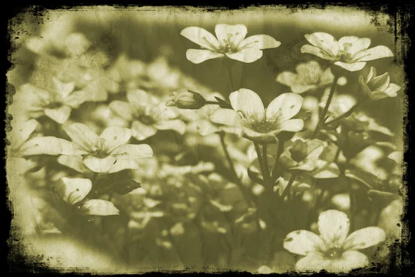 Гранж цветы — стоковое фото