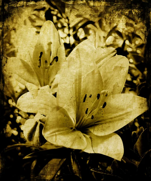 Granica lillies — Zdjęcie stockowe