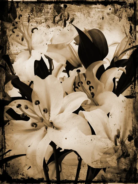 Grunge lillies — Stock fotografie