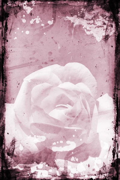 Гранж-роза — стоковое фото