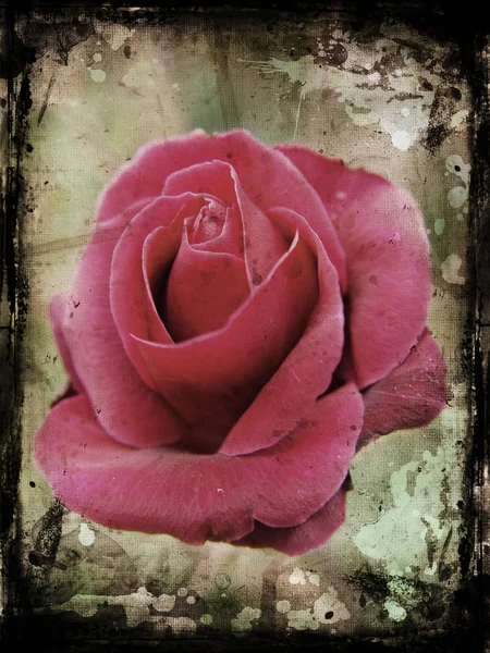 Grunge rose — Stock Photo, Image