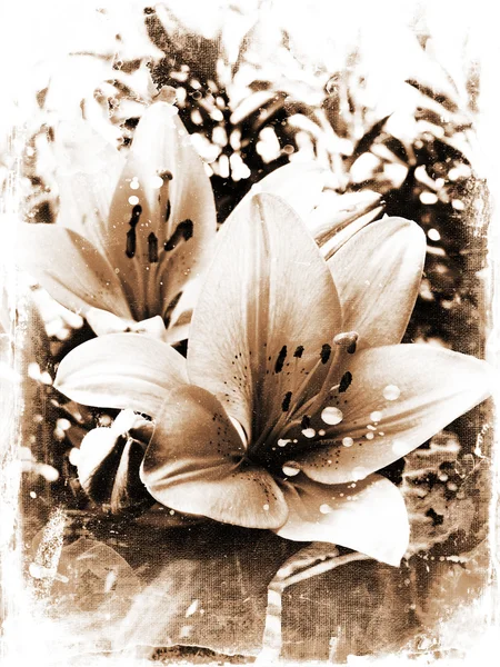 Φόντο grunge των λουλουδιών κρίνων — Φωτογραφία Αρχείου
