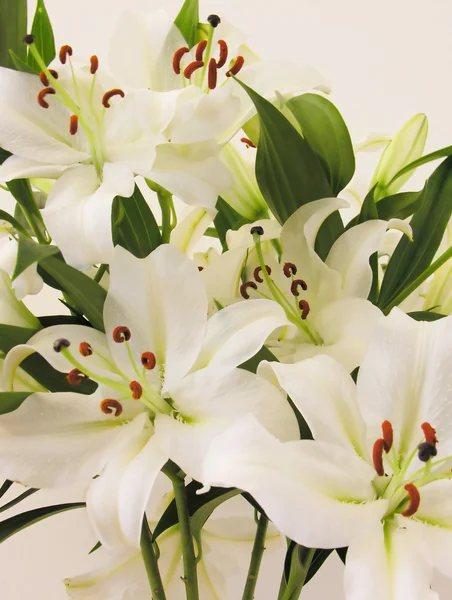 stock image White lillies