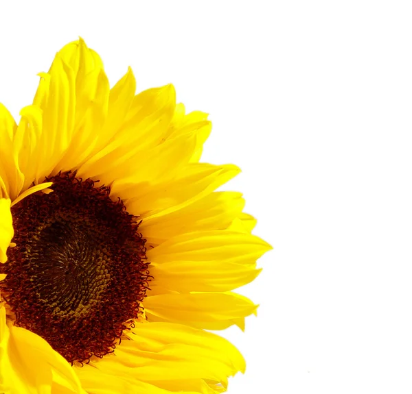 stock image Sunflower