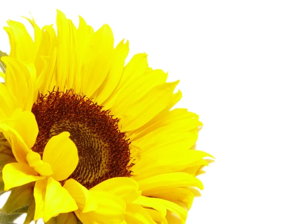 stock image Sunflower