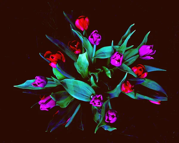 Tulipani astratti — Foto Stock