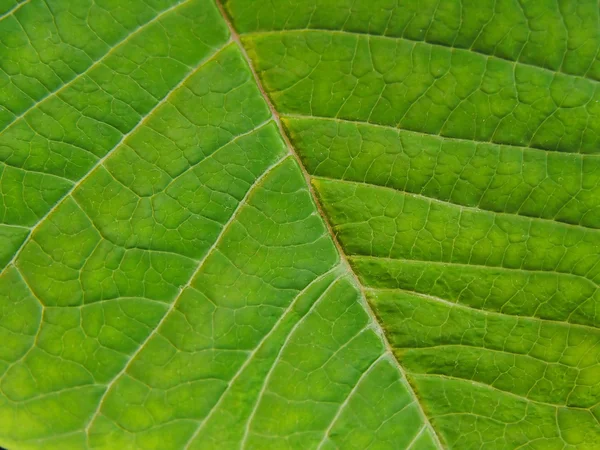 Detail of a leaf Royalty Free Stock Photos