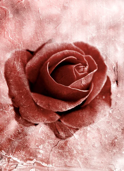 Grunge růže 0801 — Stock fotografie