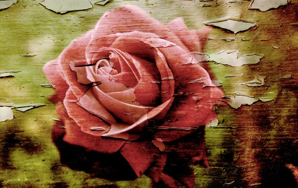 Grunge růže — Stock fotografie