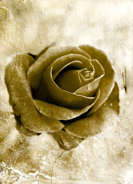 Grunge rose 0801 — Stock Photo, Image