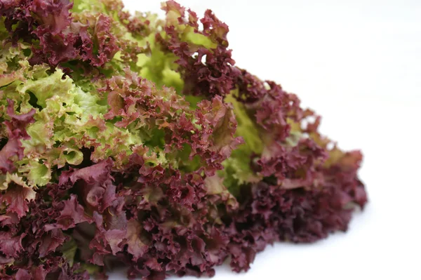 stock image Curly lettuce