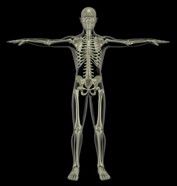 Male anatomy clipart