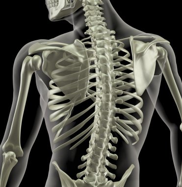 Torso of a medical skeleton clipart