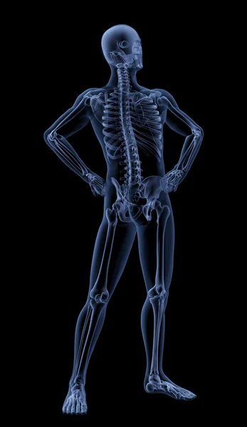 Medical skeleton — Stock Photo, Image