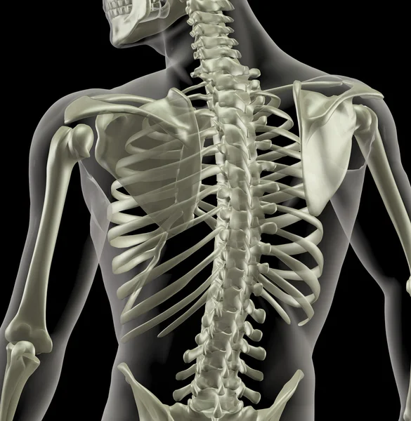 Torso de un esqueleto médico — Foto de Stock