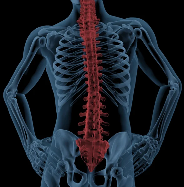 Wirbelsäule eines medizinischen Skeletts — Stockfoto