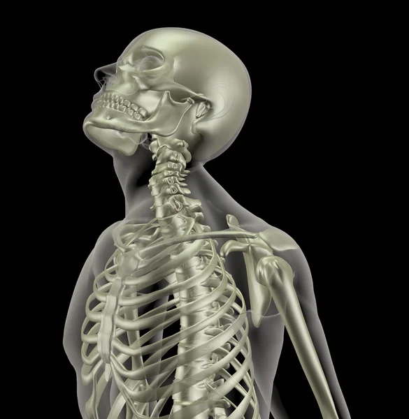 男性の解剖学 — ストック写真