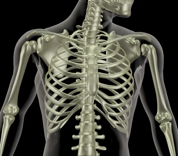 Skeleton showing close up of rib cage — Stock Photo, Image