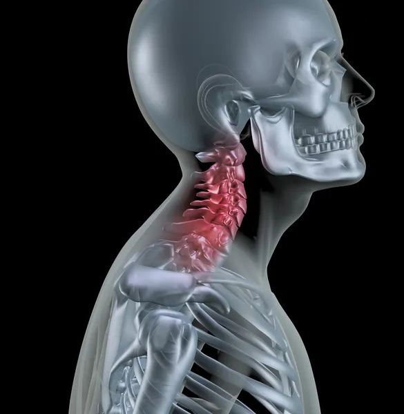 Esqueleto mostrando ossos do pescoço — Fotografia de Stock