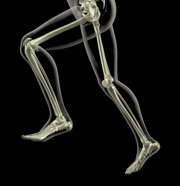Мужская анатомия — стоковое фото