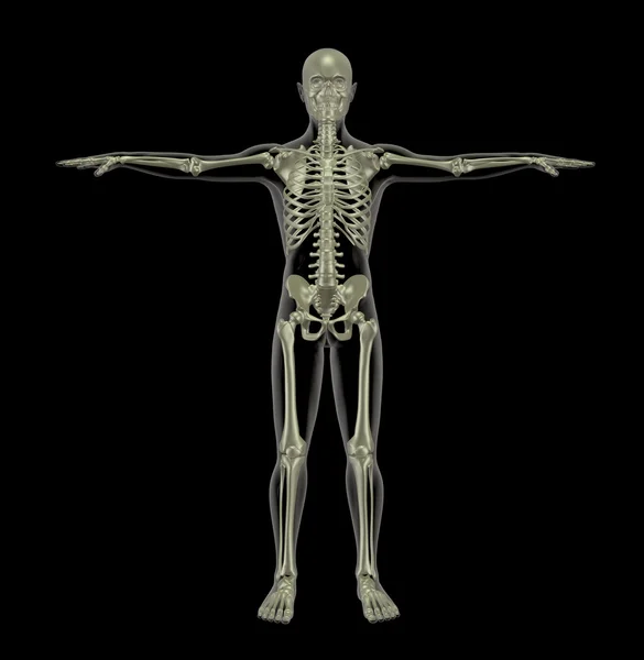 Esqueleto humano —  Fotos de Stock