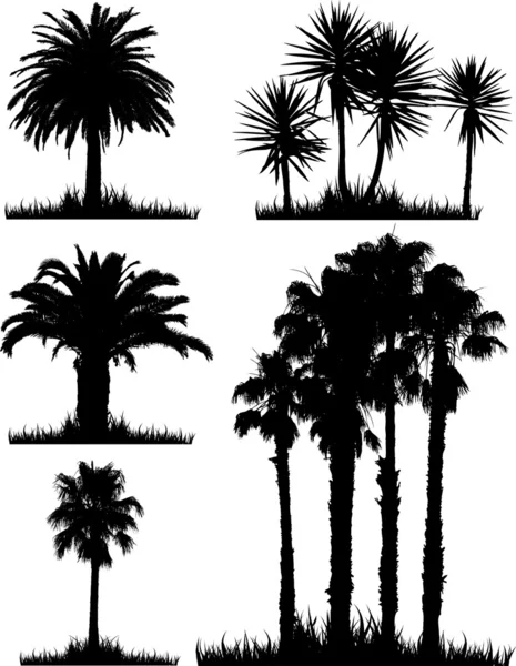 Tropical tree silhouettes — Stock Photo, Image