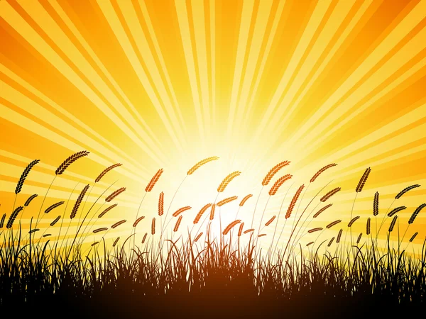 Wheat silhouette — Stock Photo, Image