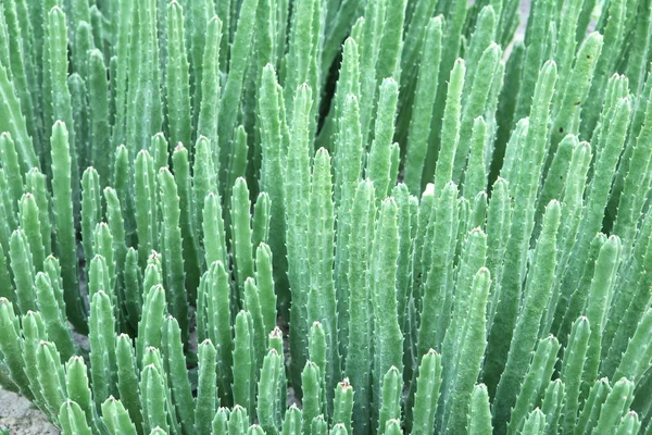 Kaktus — Stockfoto