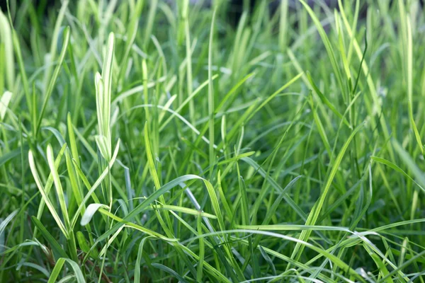 stock image Fresh spring green grass