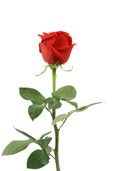 Gyönyörű piros rózsa elszigetelt fehér háttér, levelei hosszú — Stock Fotó