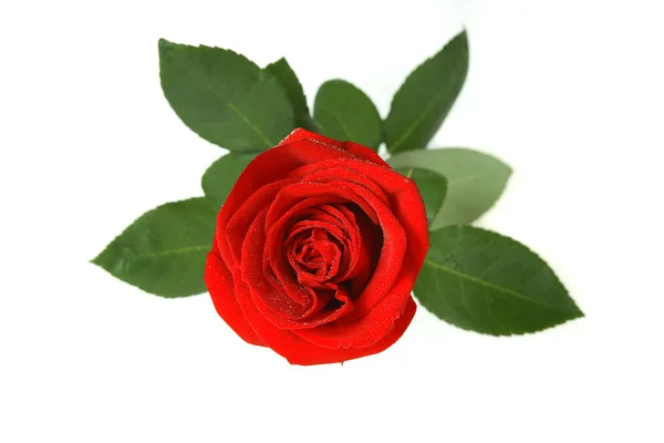 美丽的红玫瑰用叶子在白色背景上孤立 — ストック写真