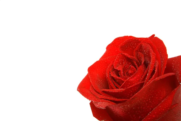Hermosa rosa roja aislada sobre un fondo blanco — Foto de Stock