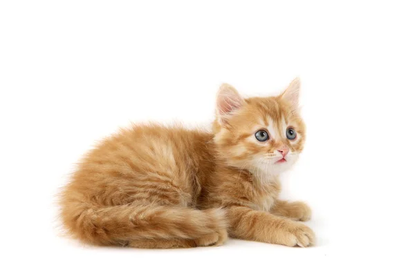 stock image Red cat