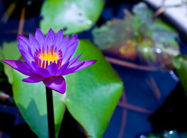 Tayland mor lotus
