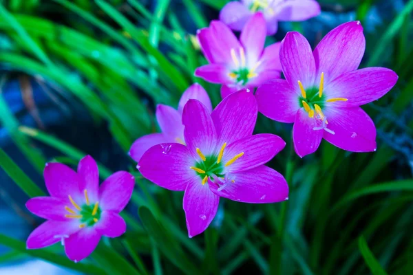 Gyönyörű lila krókuszok a Park egy — Stock Fotó